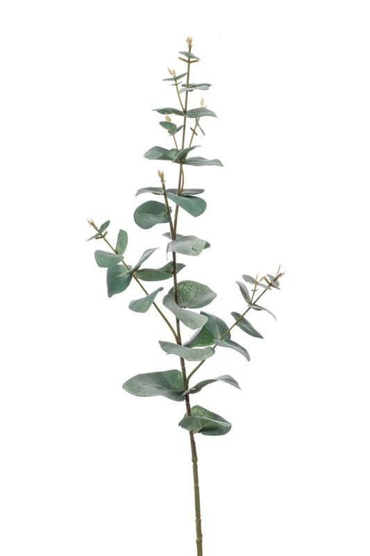 Eucalyptus  68cm