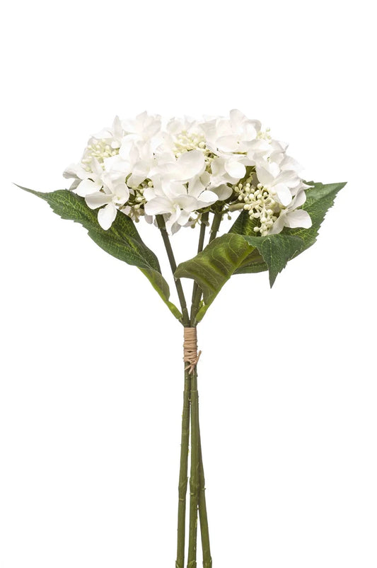 Hydrangea white