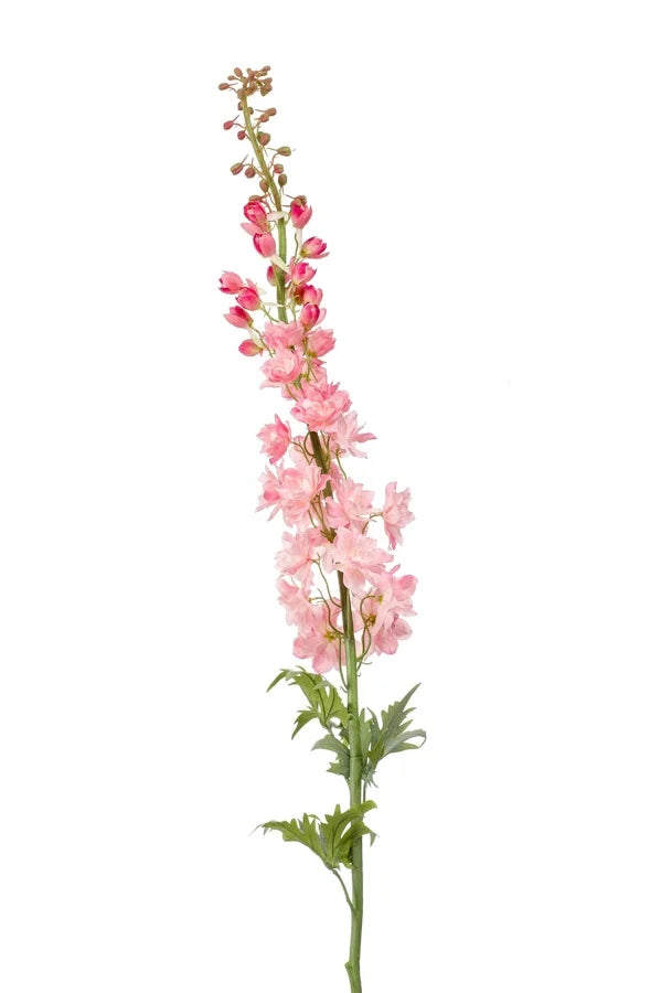 Delphinium pink 130 cm